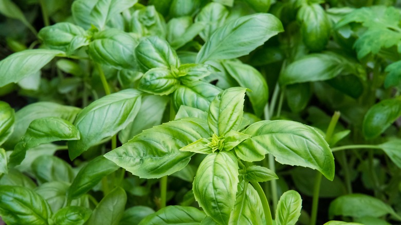 fresh basil leaves