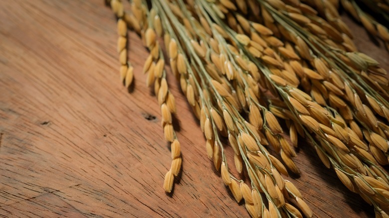 rice on its stems 