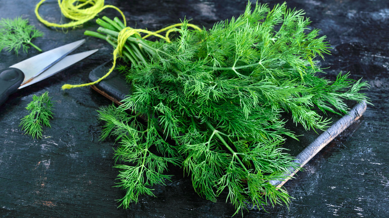 Fresh leaves of dill