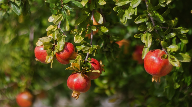 Ripe pomegranates hang from tree