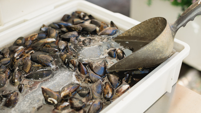 Fresh mussel tray seafood market