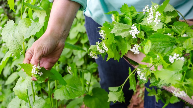 Hand picking wild garlic mustard