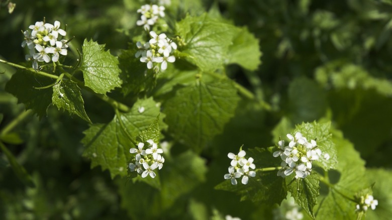 Close-up of garlic mustard plant flowers and leaves