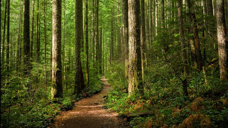 Trail through a forest