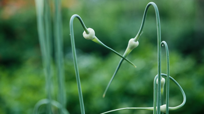 garlic scapes plant