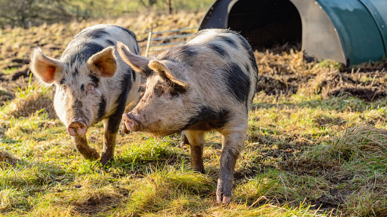 two free range pigs walking field