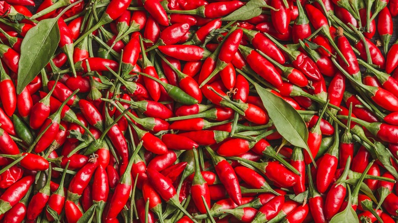 Calabrian chili peppers