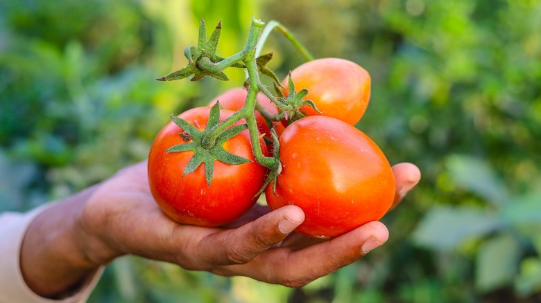 woman holding Roma tomatoes