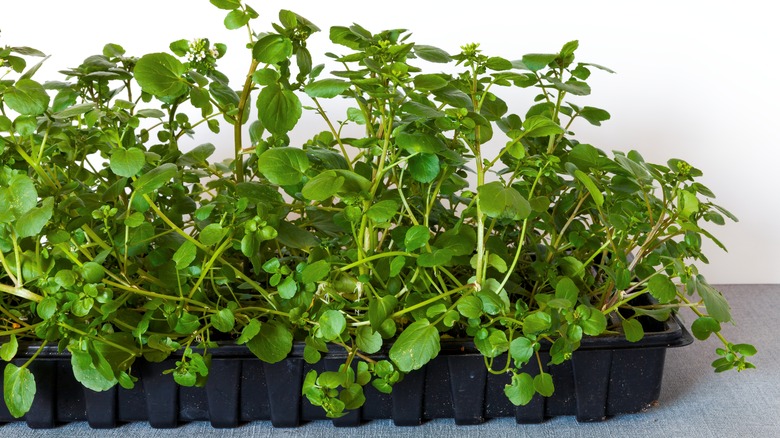 Watercress on a white background