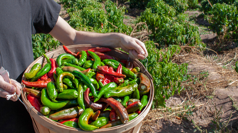 red and green hatch chiles in basket