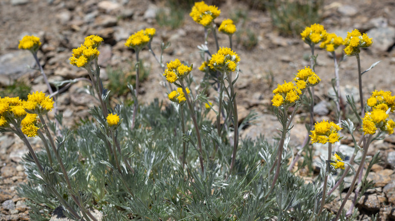 Artemisia glacialis