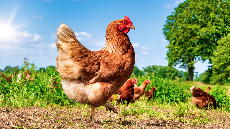 Free range chickens outdoors