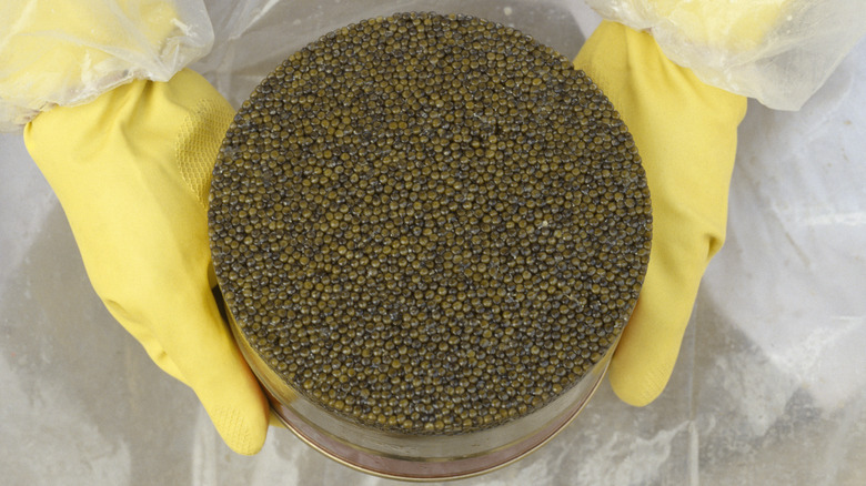 Two gloved hands hold a large tin of caviar.