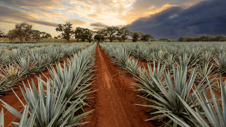 Agave fields in Mexico