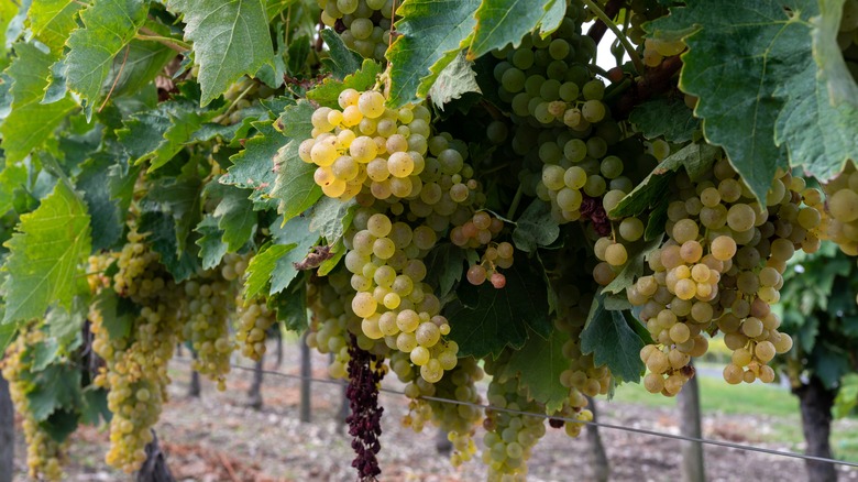 Vineyards in French Cognac region