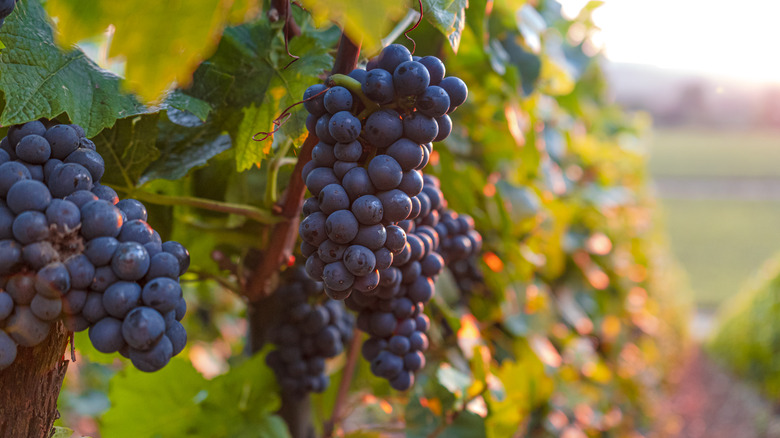 Grape cluster hanging in vineyard