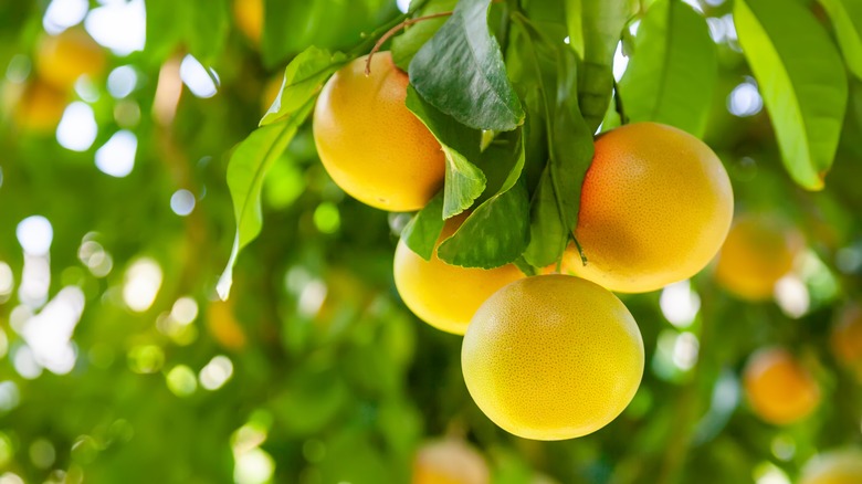 grapefruit tree with fruit