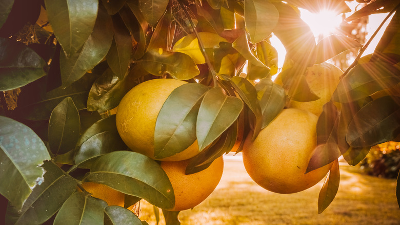 grapefruit growing on tree