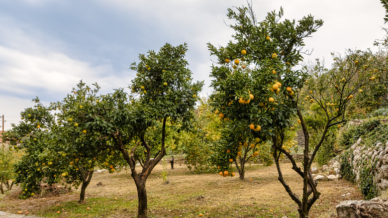 orange trees