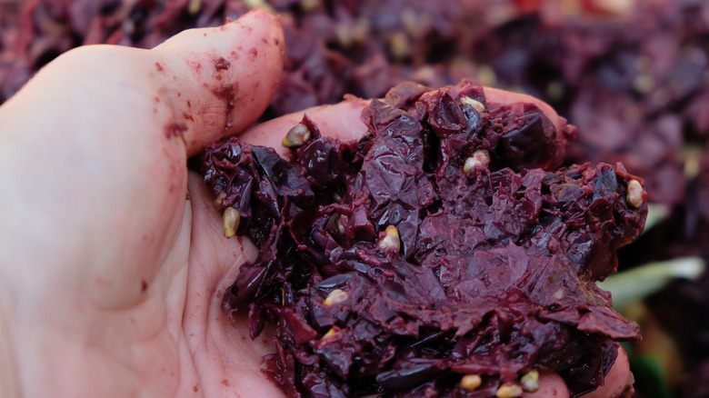 Grape pomace in palm of hand