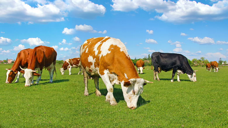 Cows at pasture