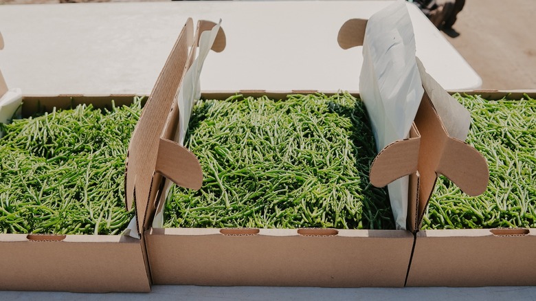 Fresh Salicornia pre-dehydration