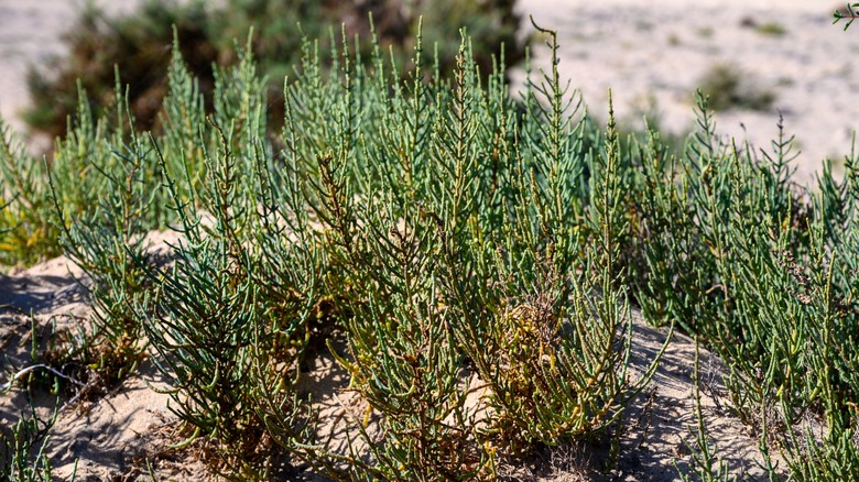 Salicornia growing on the coast