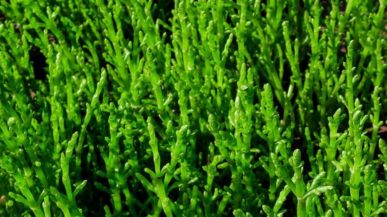 Vibrant green Salicornia growing