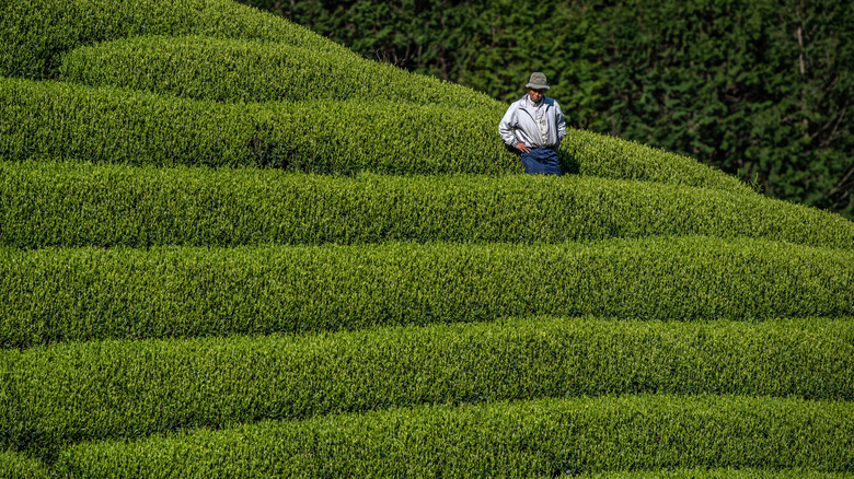 worker standing in Japanese tea farm 