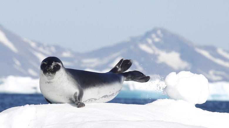 Seal on snow