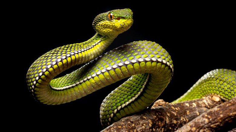 Live pit viper snake