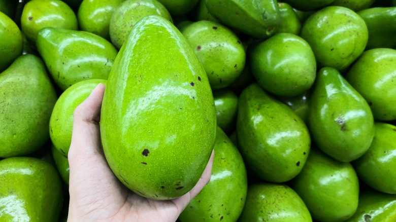 Fuerte avocado