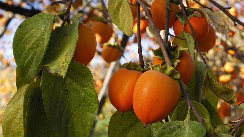 persimmons growing on a tree