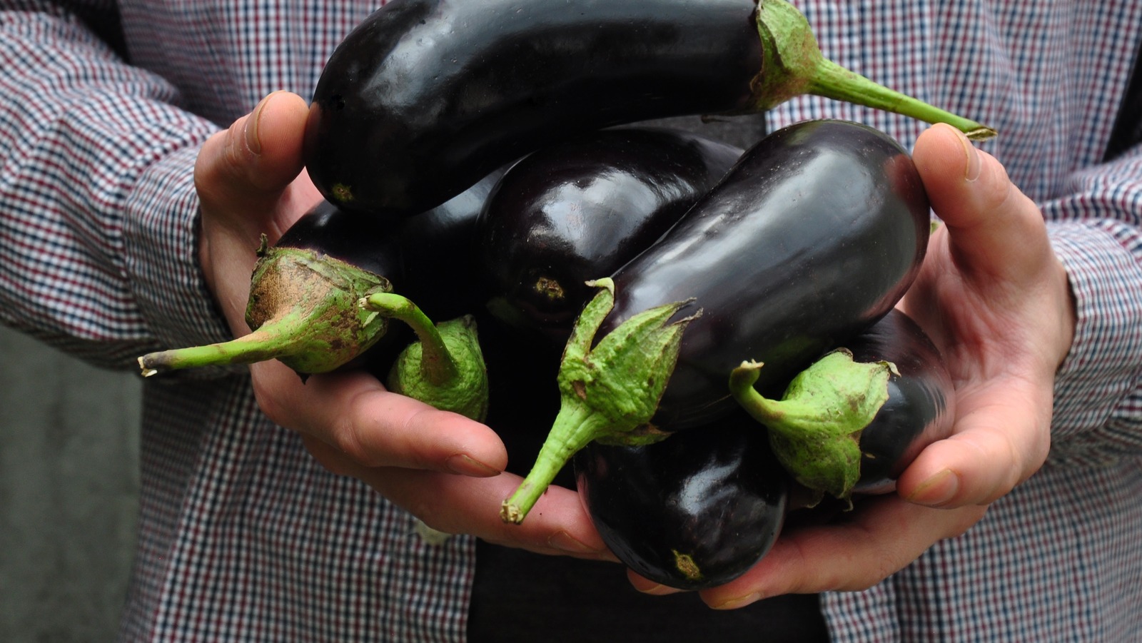 Here s How To Tell If Eggplant Has Gone Bad