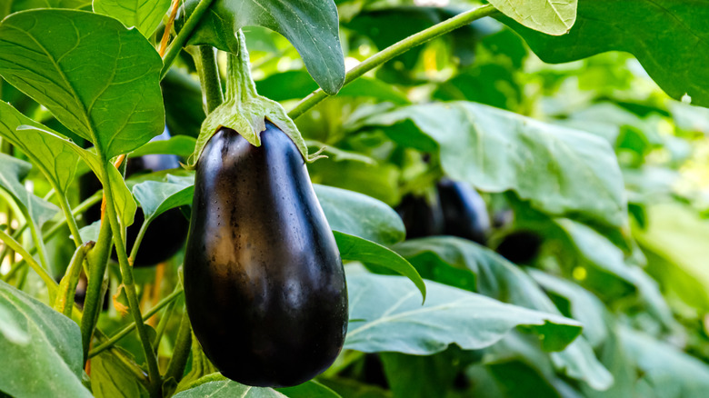 Eggplant still on eggplant tree