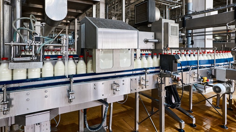 glass milk bottles lined up in a processing plant