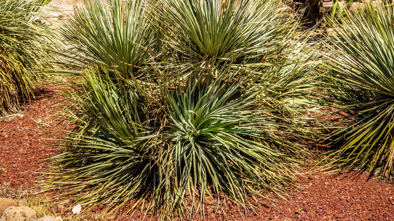 wild dasylirion growing in a field