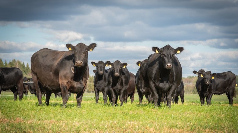 black angus cows