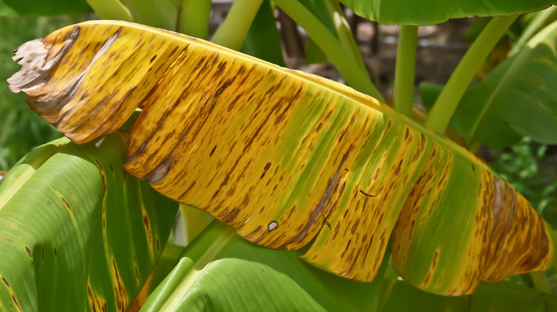 Fusarium wilt Panama disease leaf