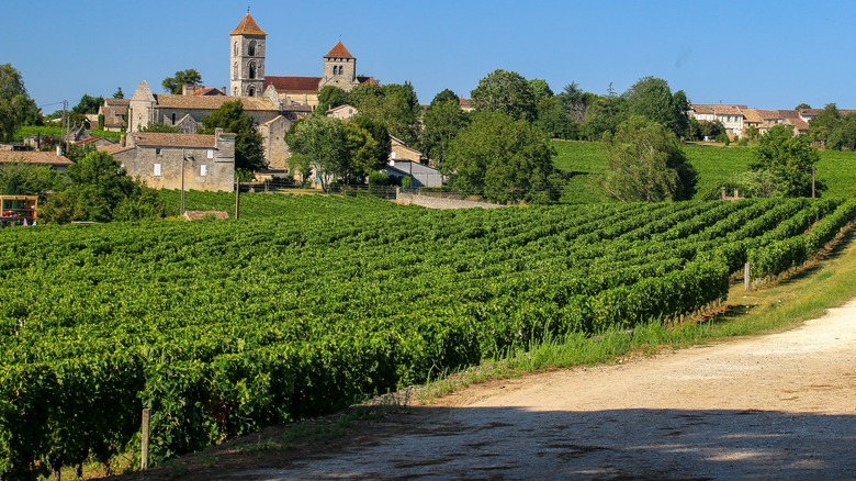 Vineyards in Bordeaux France