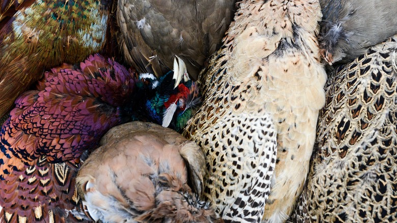 A pile of game birds