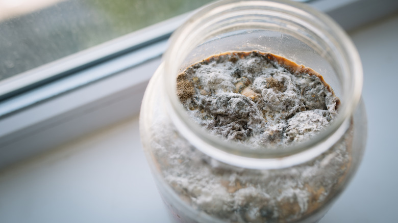 Moldy kombucha SCOBY in a glass jar on a windowsill