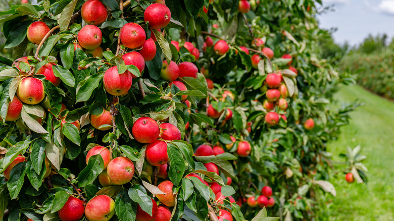 Apples hanging on trees