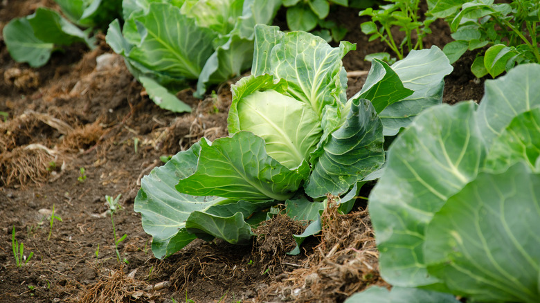 Cabbage growing in a field