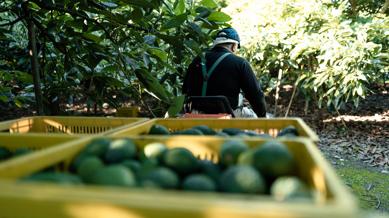 Avocado farmer