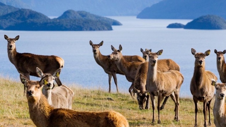 Red deer in New Zealand