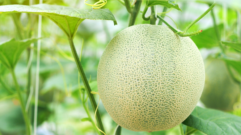 cantaloupe growing on vine