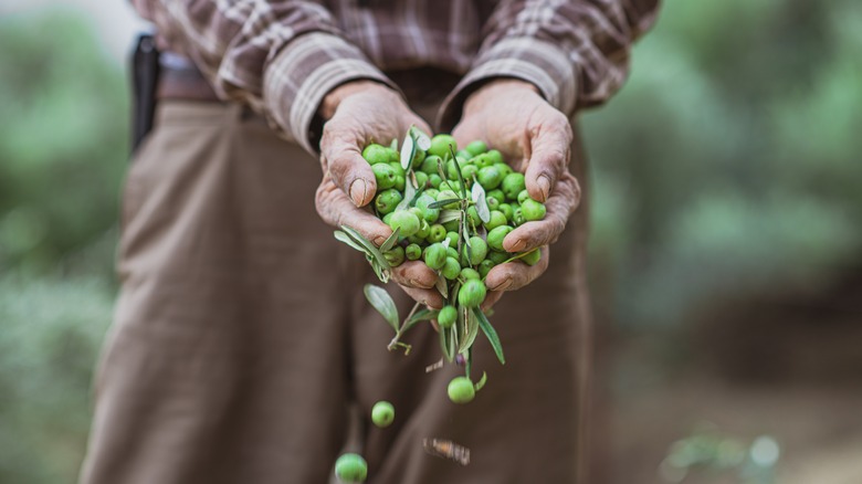 Farmer holding olives