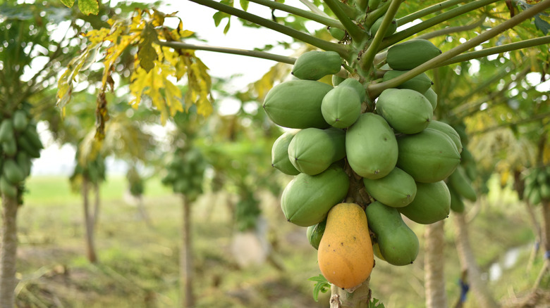 Papaya trees on farm 