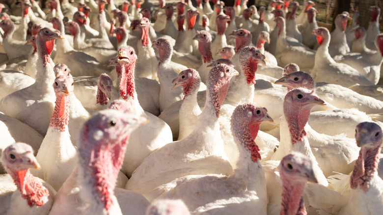 A flock of white industrial turkeys